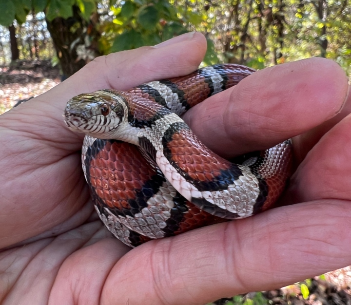 Red Milk Snake